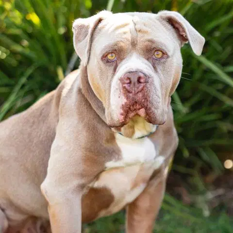 Koa - Pit Bull Terrier