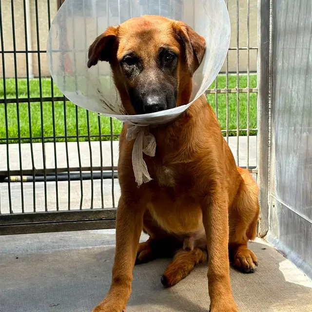 Malone - Belgian Shepherd Malinois