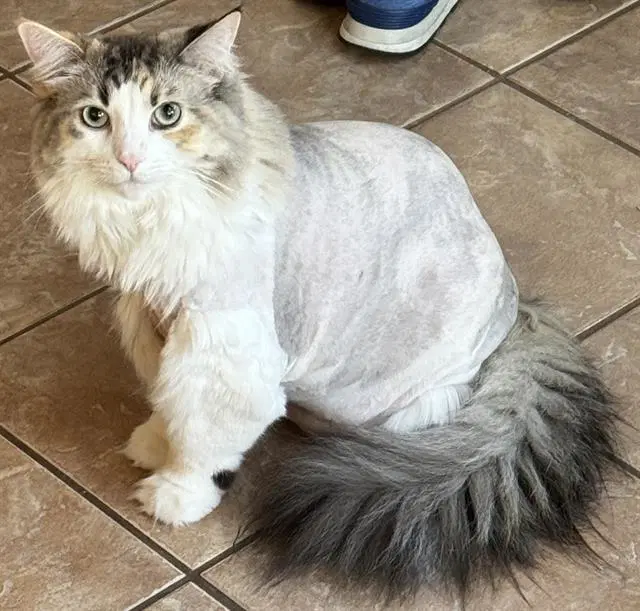 Basil - Domestic Medium Hair