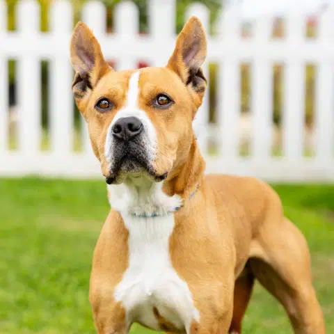 Franklin - Pit Bull Terrier