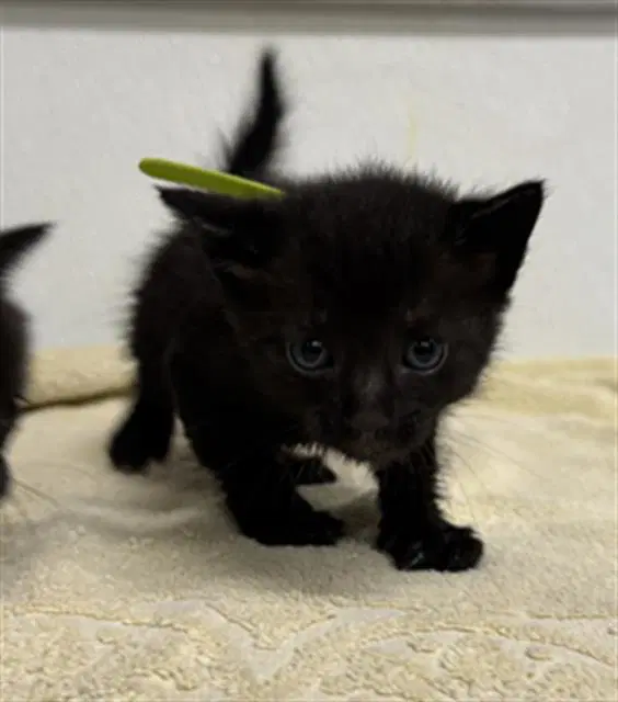 Unknown - Domestic Short Hair