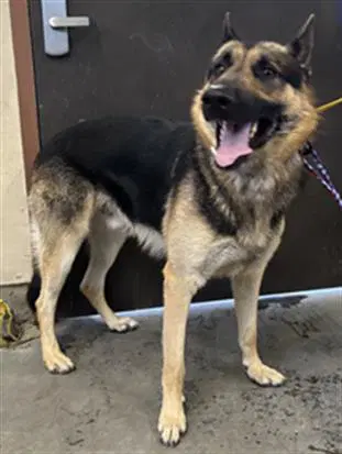 Unknown - German Shepherd Dog