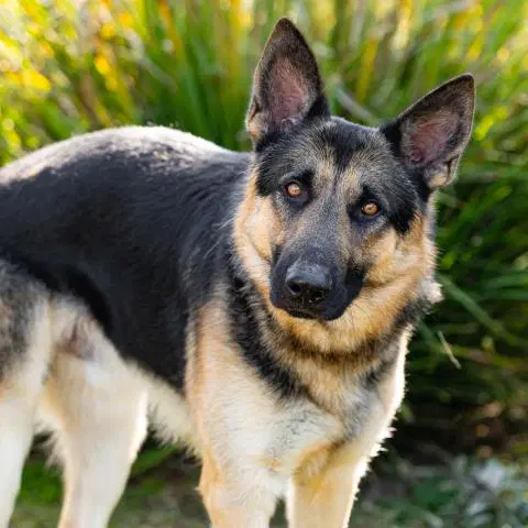 Virgo - German Shepherd Dog