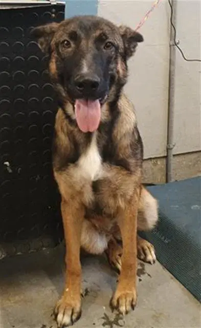 Greta - German Shepherd Dog