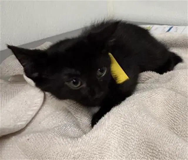 Unknown - Domestic Short Hair