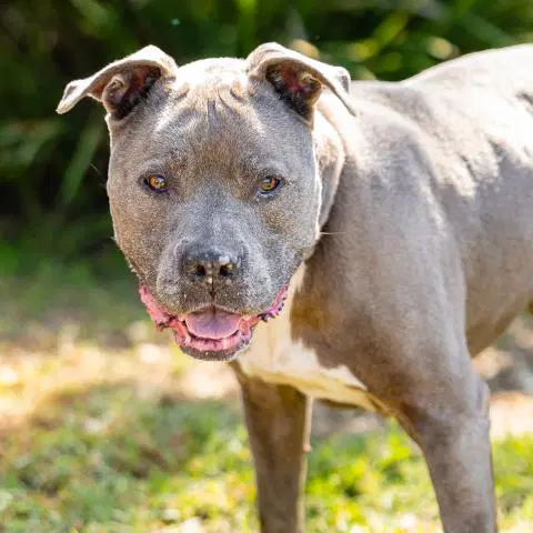 Unknown - Pit Bull Terrier
