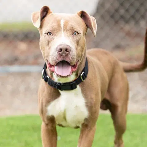 Tesla - Pit Bull Terrier