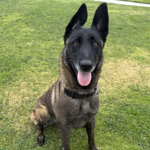 Kali - Belgian Shepherd Malinois