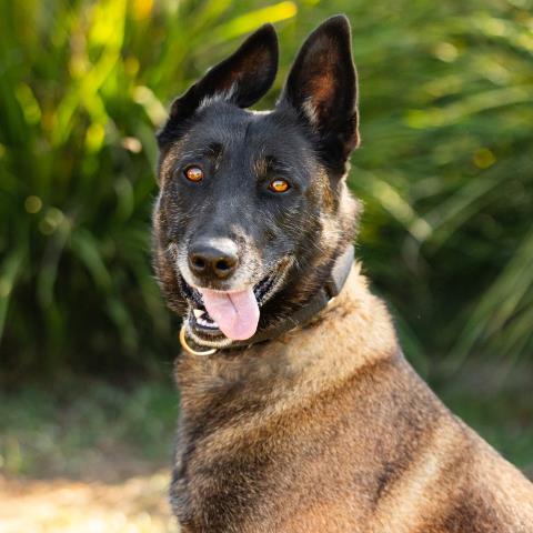 KALI