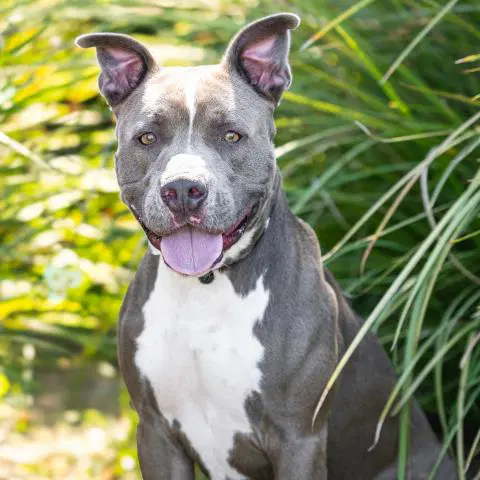 Apollo - Pit Bull Terrier