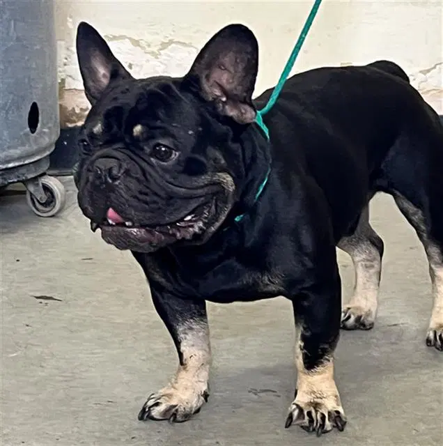 Oliver - French Bulldog
