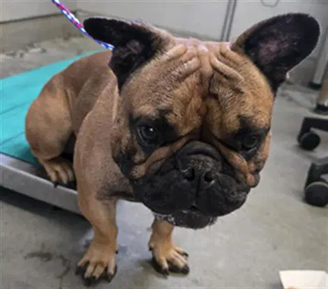 Bully Boy - French Bulldog