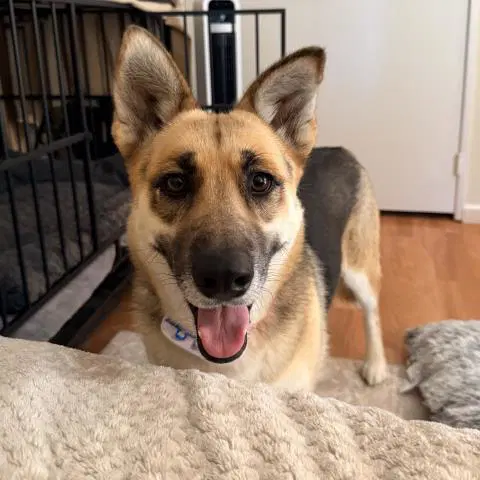 Nyx - German Shepherd Dog