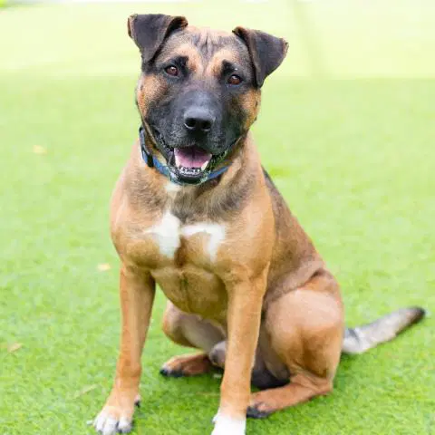 Crawford - Pit Bull Terrier