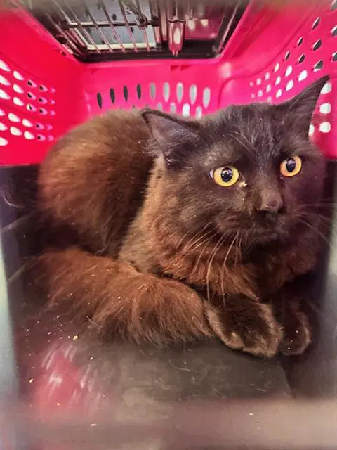 Moreno - Domestic Medium Hair