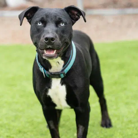 Delta - Pit Bull Terrier