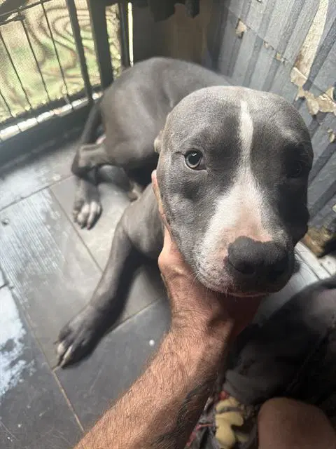 Dobby - Pit Bull Terrier