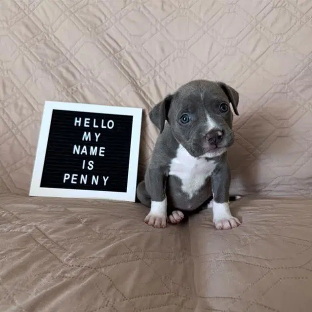 Penny Lane - Pit Bull Terrier
