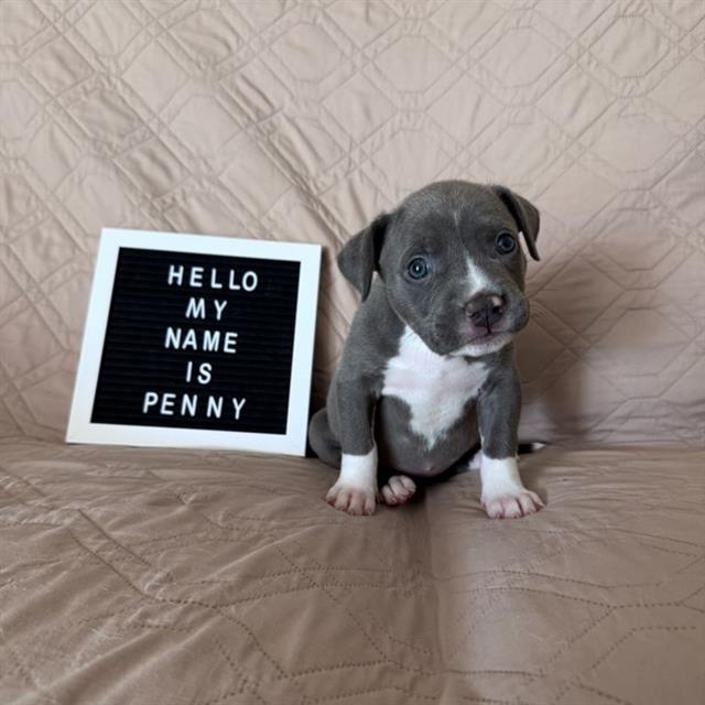 Penny Lane