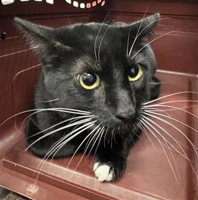 Mono - Domestic Short Hair