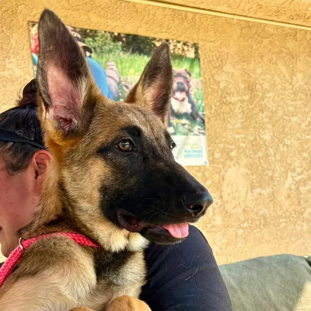 Mabel - German Shepherd Dog