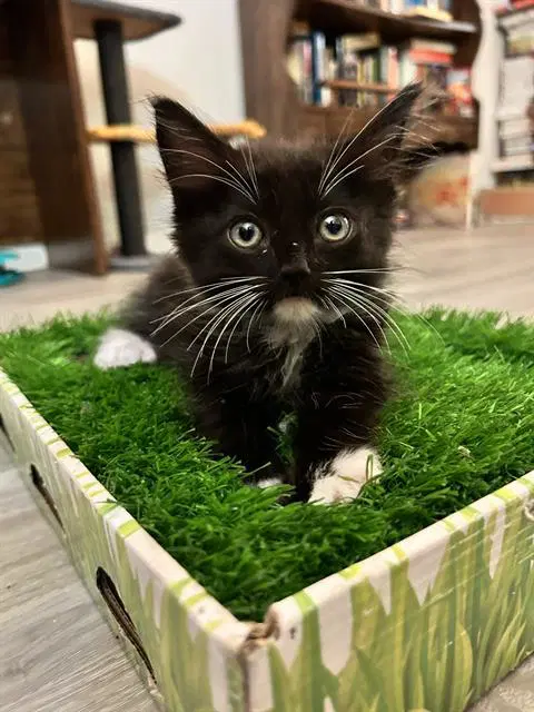 Disco Lines - Domestic Short Hair