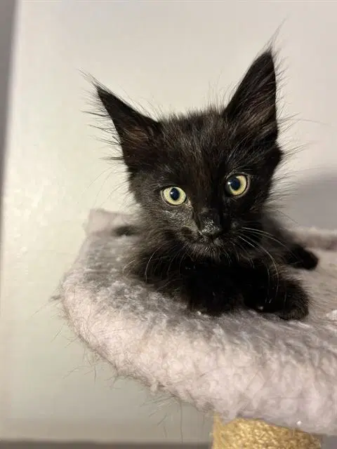 Rufus Du Sol - Domestic Short Hair