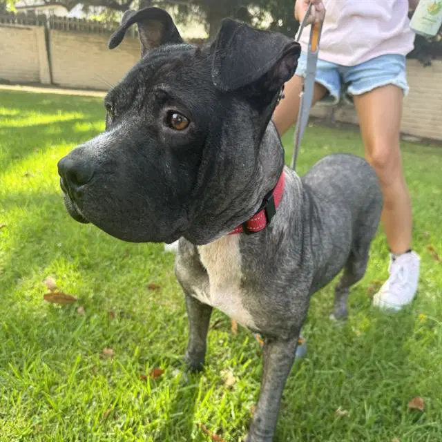 Maya - Pit Bull Terrier