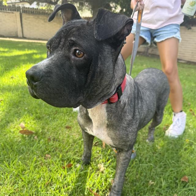 Maya