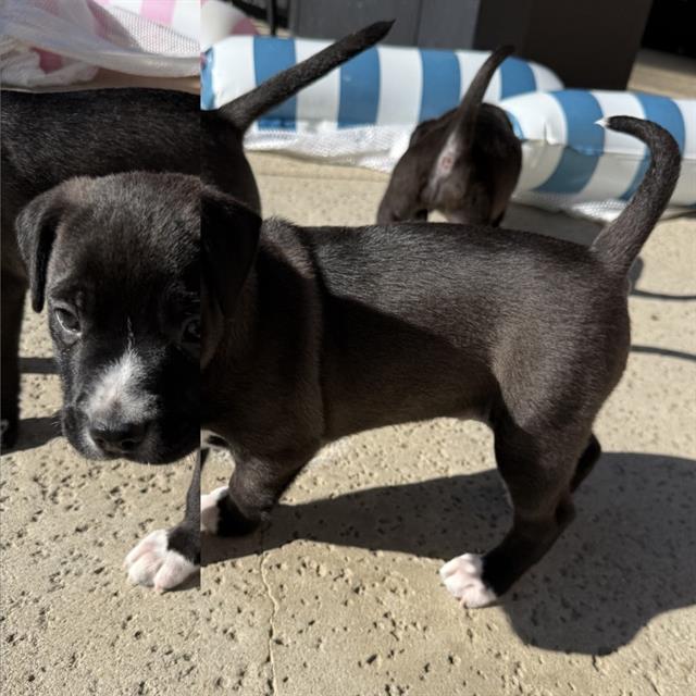 Max