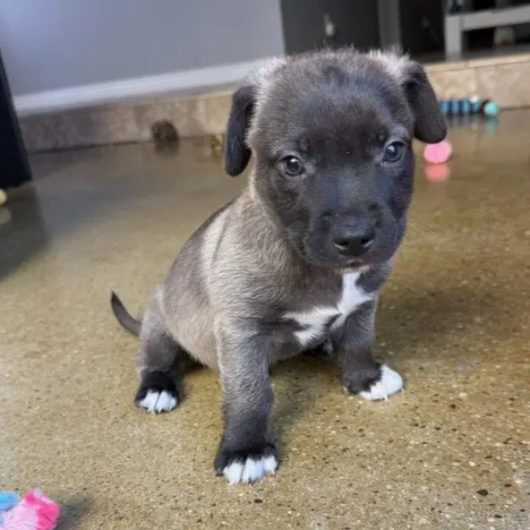 Simba - Pit Bull Terrier