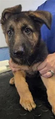 Unknown - German Shepherd Dog