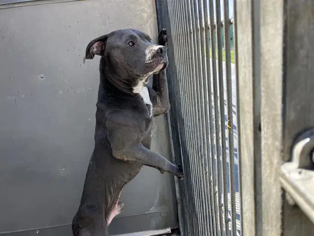 Sammy - Pit Bull Terrier