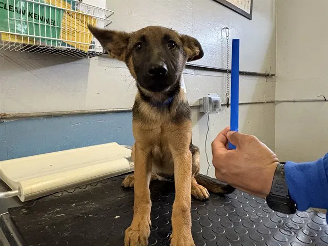 Jazz - Belgian Shepherd Malinois