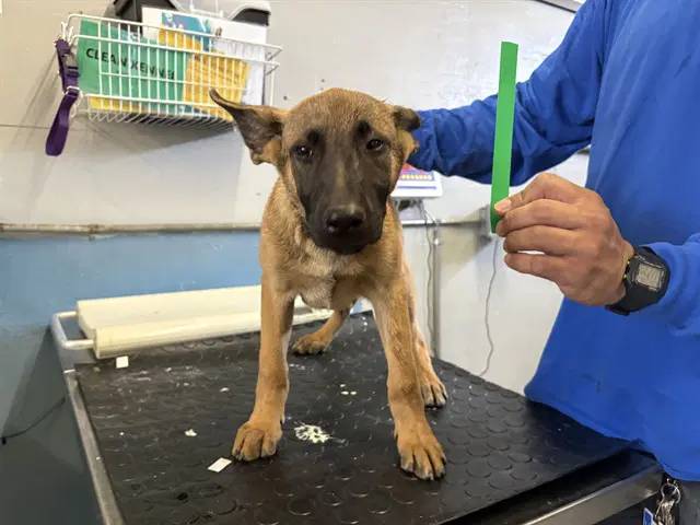 Honeycrisp - Belgian Shepherd Malinois