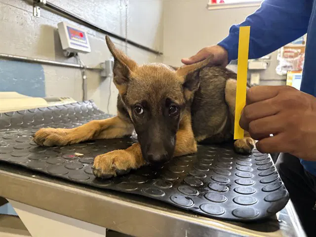 Granny Smith - Belgian Shepherd Malinois