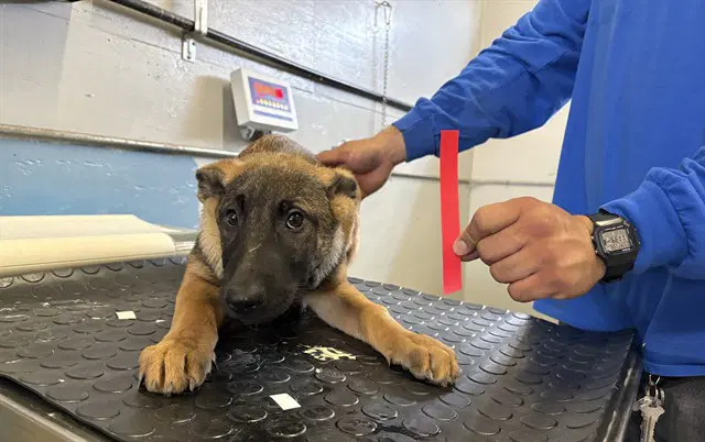 Gala - Belgian Shepherd Malinois