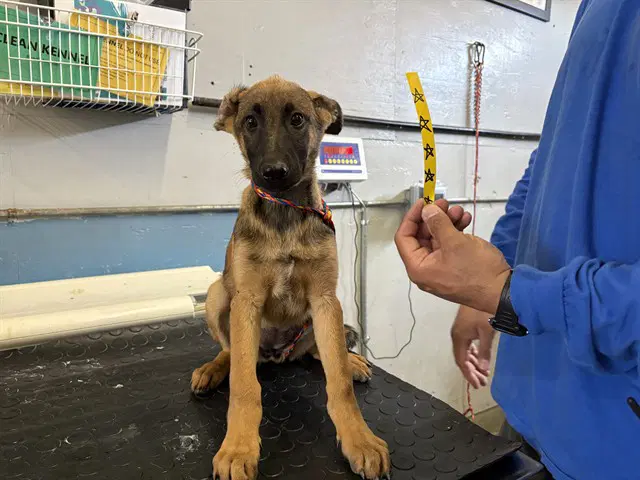 Fuji - Belgian Shepherd Malinois