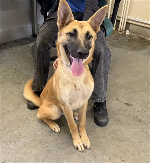 Frida - German Shepherd Dog