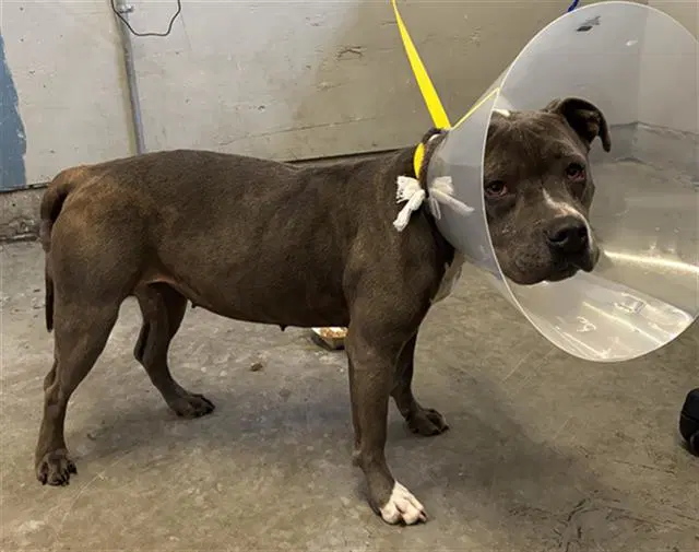 Lainey - Pit Bull Terrier