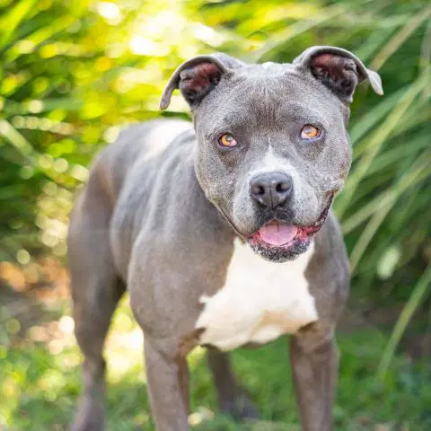 Lainey - Pit Bull Terrier