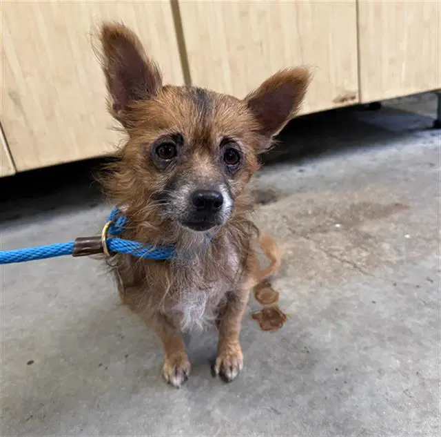Teddy - Dachshund