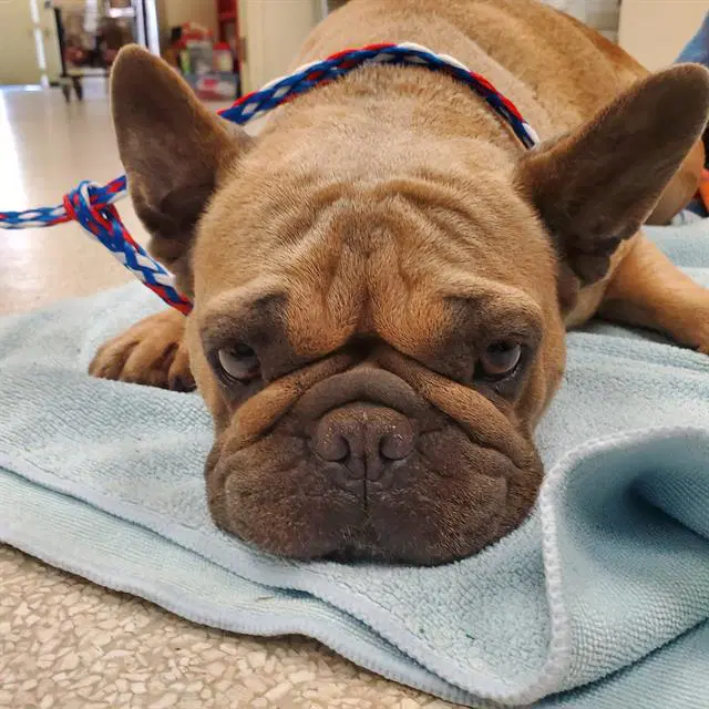 Lilo - French Bulldog