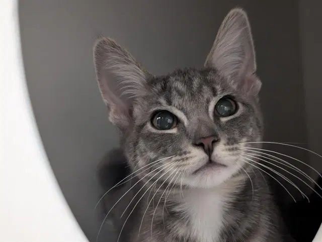 Unknown - Domestic Short Hair