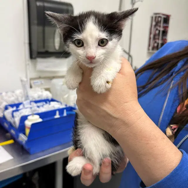 Unknown - Domestic Short Hair
