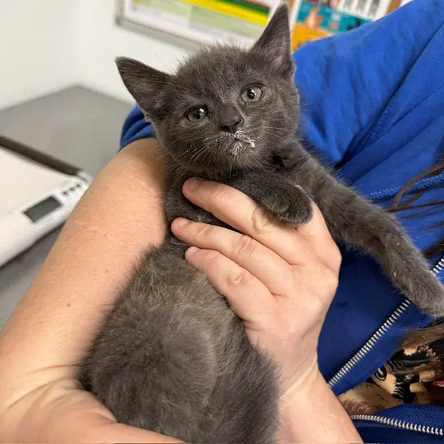 Unknown - Domestic Short Hair
