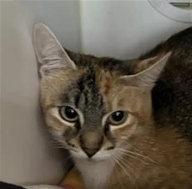 Unknown - Domestic Short Hair