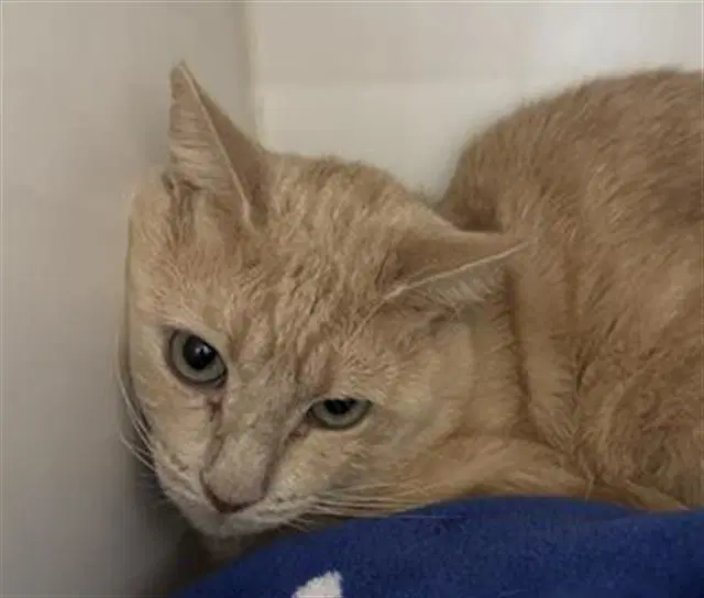 Unknown - Domestic Short Hair