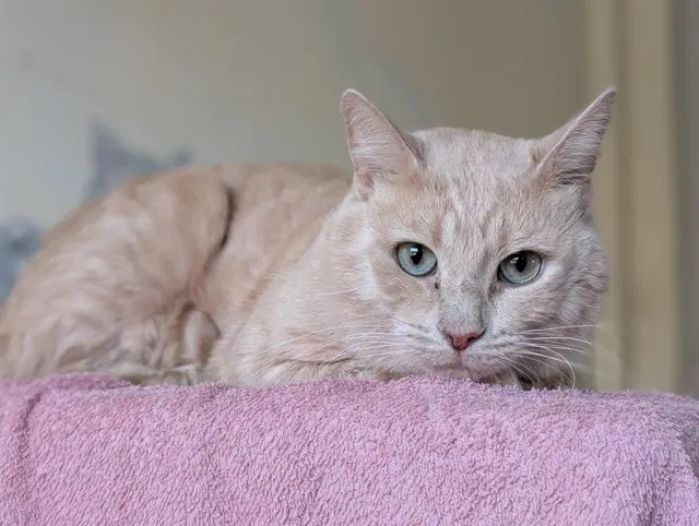 Unknown - Domestic Short Hair