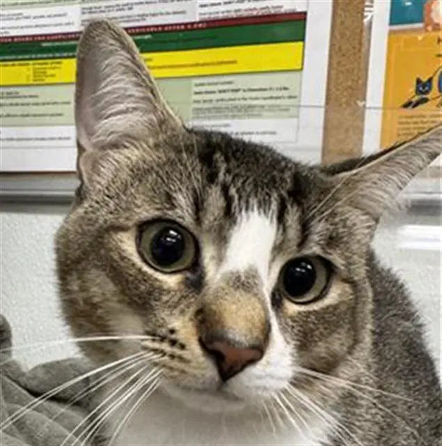 Unknown - Domestic Short Hair